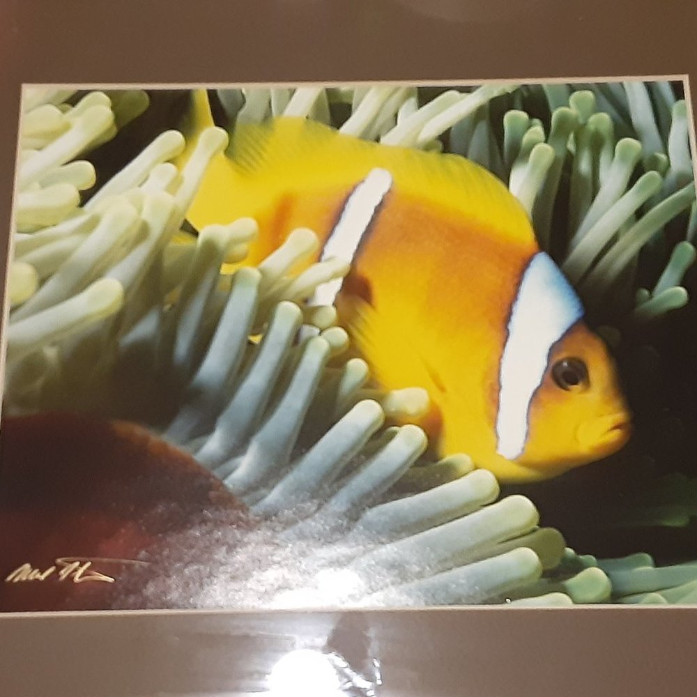 Clownfish Framed Matted Wall Art Underwater